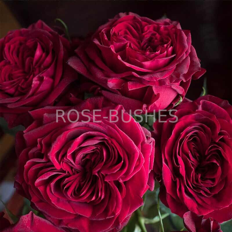 ����� ���. Mayras Red. (��, ����.)